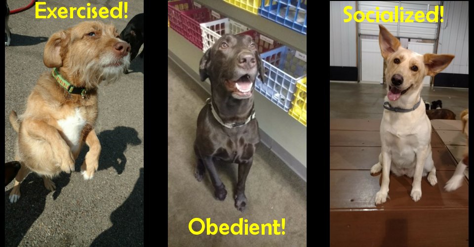 Go Fetch Services Dog Boarding, Pet Sitting, Dog Daycare