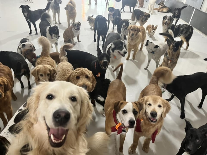 Home Go Fetch Services